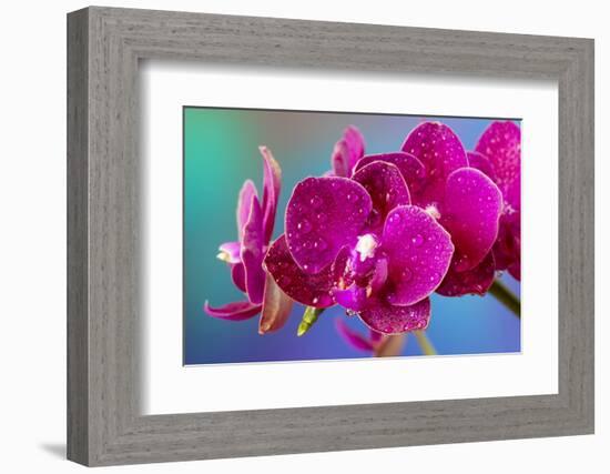 Dew drops on pink Orchid-Darrell Gulin-Framed Photographic Print