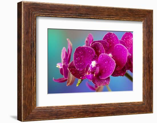 Dew drops on pink Orchid-Darrell Gulin-Framed Photographic Print