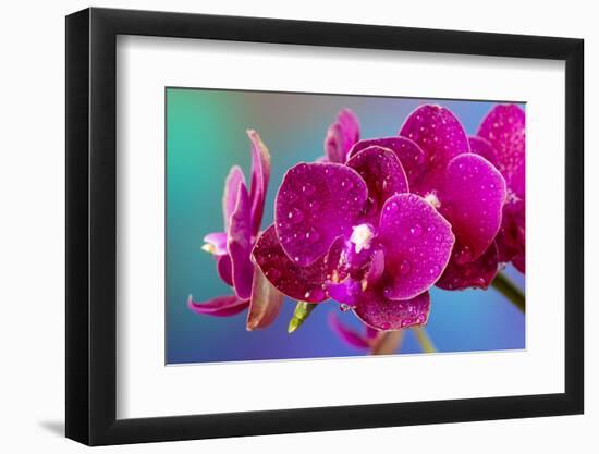 Dew drops on pink Orchid-Darrell Gulin-Framed Photographic Print