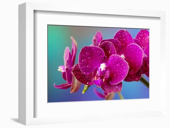 Dew drops on pink Orchid-Darrell Gulin-Framed Photographic Print