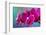 Dew drops on pink Orchid-Darrell Gulin-Framed Photographic Print