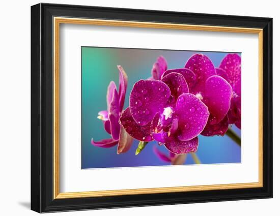 Dew drops on pink Orchid-Darrell Gulin-Framed Photographic Print