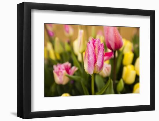 Dew drops on Tulip flowers in a field, Skagit Valley Tulip Festival, Skagit Valley, Washington S...-Panoramic Images-Framed Photographic Print