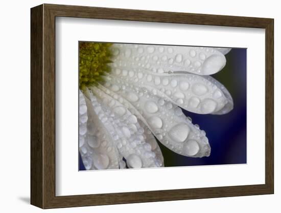 Dew drops on white pedals of white daisy-Darrell Gulin-Framed Photographic Print