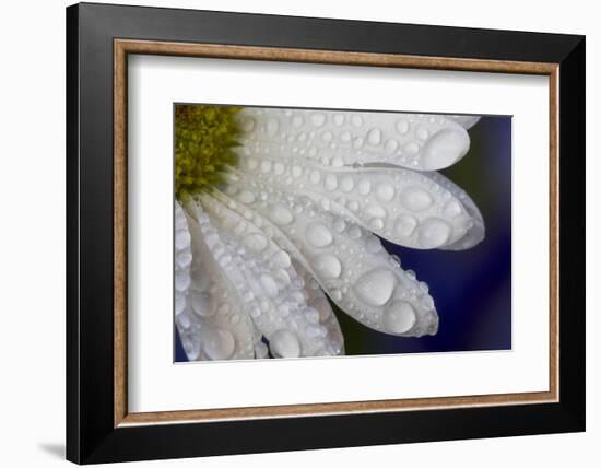 Dew drops on white pedals of white daisy-Darrell Gulin-Framed Photographic Print