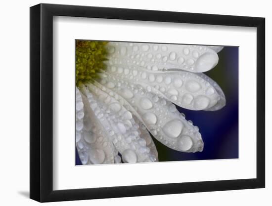 Dew drops on white pedals of white daisy-Darrell Gulin-Framed Photographic Print