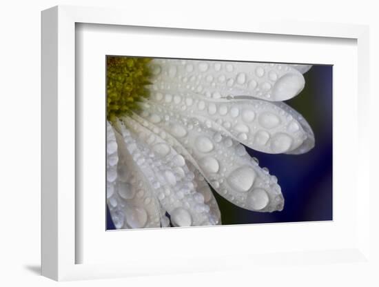 Dew drops on white pedals of white daisy-Darrell Gulin-Framed Photographic Print