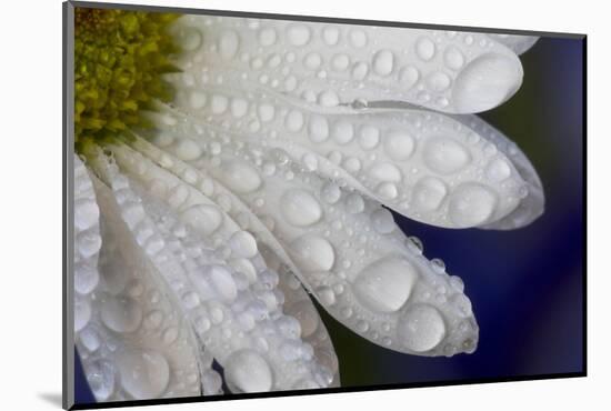 Dew drops on white pedals of white daisy-Darrell Gulin-Mounted Photographic Print