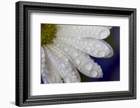 Dew drops on white pedals of white daisy-Darrell Gulin-Framed Photographic Print