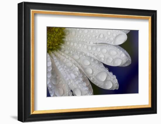 Dew drops on white pedals of white daisy-Darrell Gulin-Framed Photographic Print