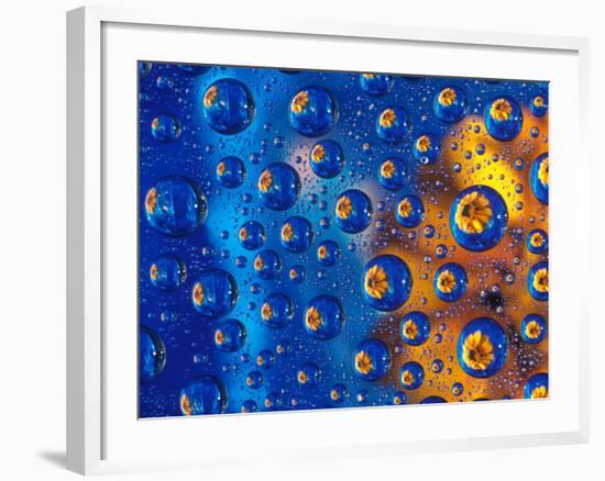 Dew Drops reflecting an Orange Profusion Zinnia with a blue backdrop, Sammamish Washington-Darrell Gulin-Framed Photographic Print