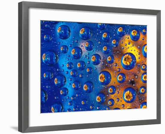 Dew Drops reflecting an Orange Profusion Zinnia with a blue backdrop, Sammamish Washington-Darrell Gulin-Framed Photographic Print