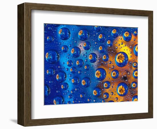 Dew Drops reflecting an Orange Profusion Zinnia with a blue backdrop, Sammamish Washington-Darrell Gulin-Framed Photographic Print