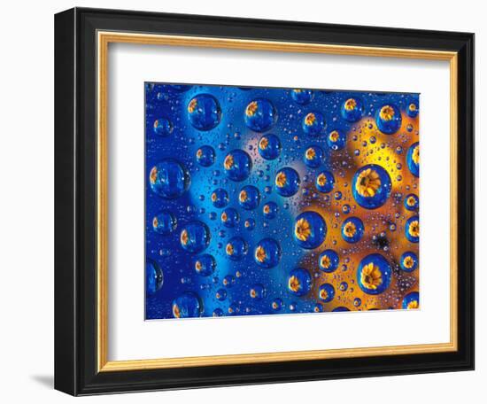 Dew Drops reflecting an Orange Profusion Zinnia with a blue backdrop, Sammamish Washington-Darrell Gulin-Framed Photographic Print