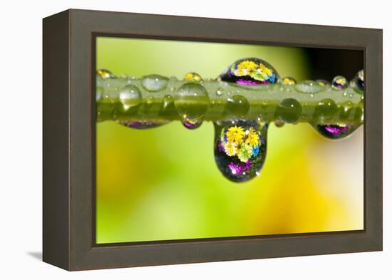Dew Drops Reflecting Flowers-Craig Tuttle-Framed Premier Image Canvas