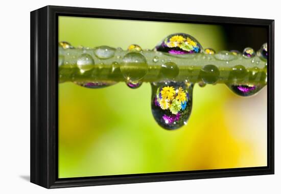 Dew Drops Reflecting Flowers-Craig Tuttle-Framed Premier Image Canvas