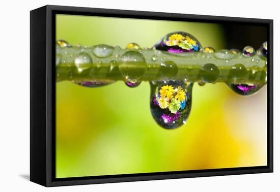 Dew Drops Reflecting Flowers-Craig Tuttle-Framed Premier Image Canvas