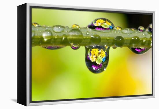 Dew Drops Reflecting Flowers-Craig Tuttle-Framed Premier Image Canvas