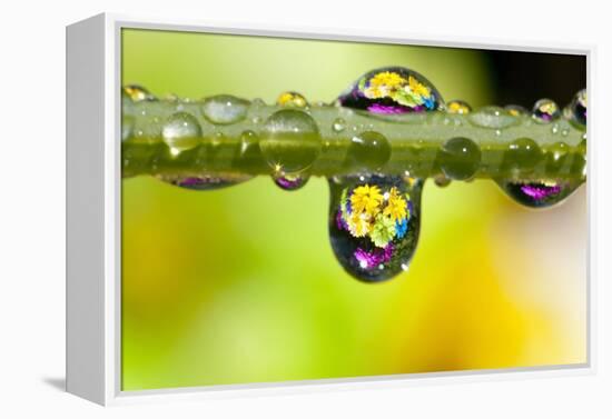 Dew Drops Reflecting Flowers-Craig Tuttle-Framed Premier Image Canvas