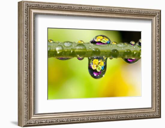 Dew Drops Reflecting Flowers-Craig Tuttle-Framed Photographic Print