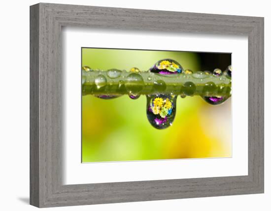 Dew Drops Reflecting Flowers-Craig Tuttle-Framed Photographic Print