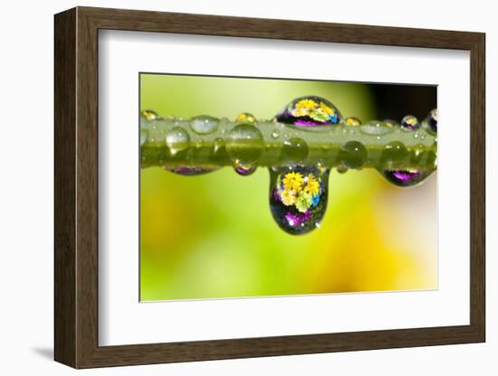 Dew Drops Reflecting Flowers-Craig Tuttle-Framed Photographic Print