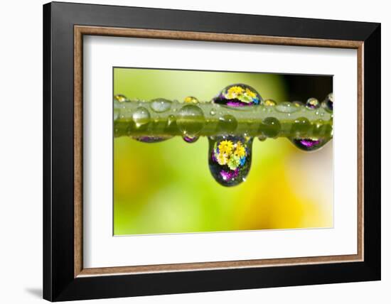 Dew Drops Reflecting Flowers-Craig Tuttle-Framed Photographic Print
