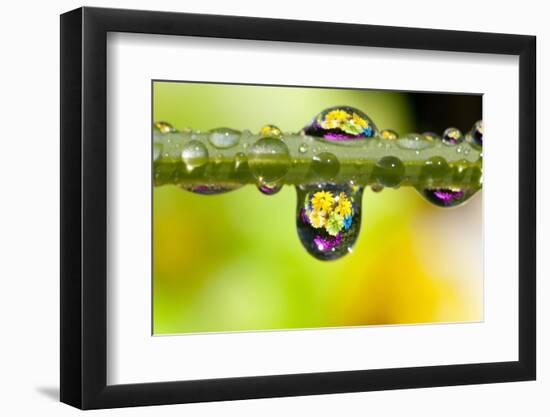 Dew Drops Reflecting Flowers-Craig Tuttle-Framed Photographic Print