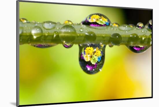 Dew Drops Reflecting Flowers-Craig Tuttle-Mounted Photographic Print