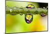Dew Drops Reflecting Flowers-Craig Tuttle-Mounted Photographic Print