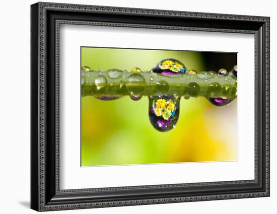 Dew Drops Reflecting Flowers-Craig Tuttle-Framed Photographic Print