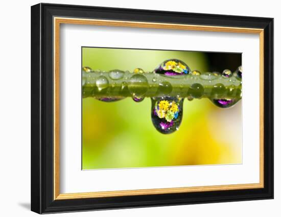 Dew Drops Reflecting Flowers-Craig Tuttle-Framed Photographic Print