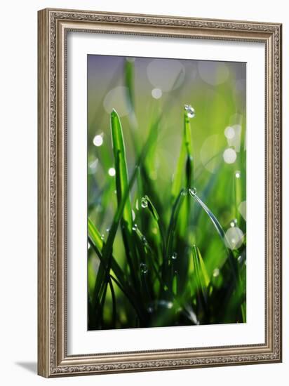 Dew Drops VI-Leesa White-Framed Photographic Print