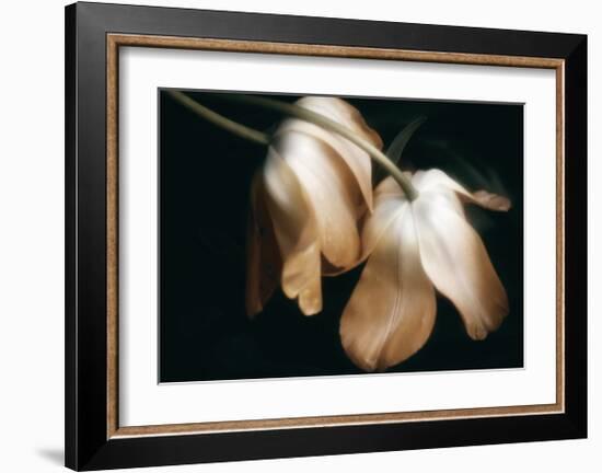 Dew Drops-David Winston-Framed Giclee Print