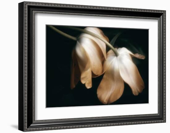 Dew Drops-David Winston-Framed Giclee Print