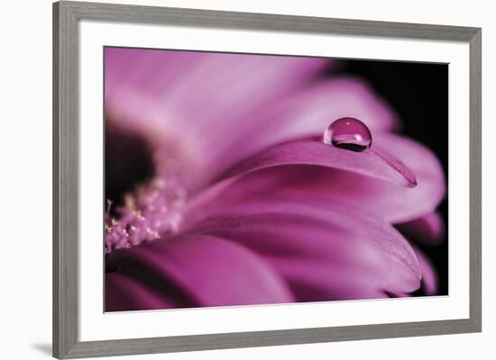 Dew Drops-Andreas Stridsberg-Framed Giclee Print