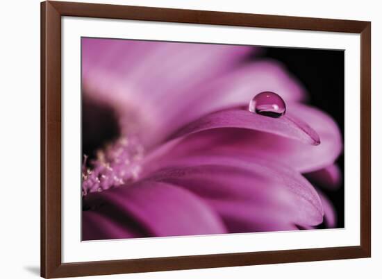 Dew Drops-Andreas Stridsberg-Framed Giclee Print