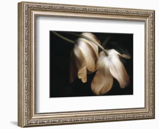 Dew Drops-David Lorenz Winston-Framed Art Print