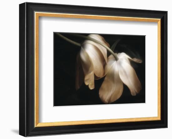 Dew Drops-David Lorenz Winston-Framed Art Print