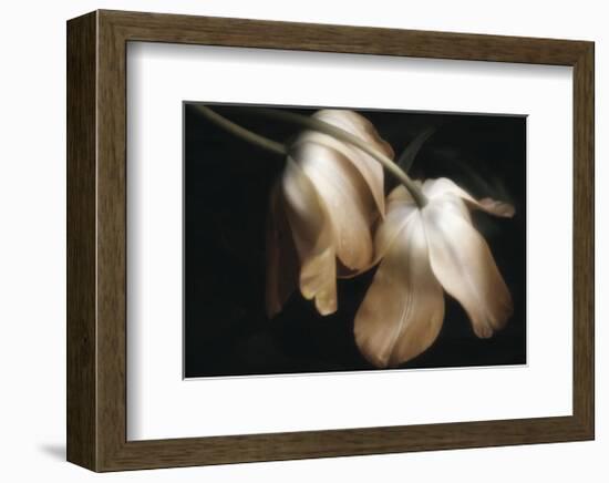 Dew Drops-David Lorenz Winston-Framed Art Print