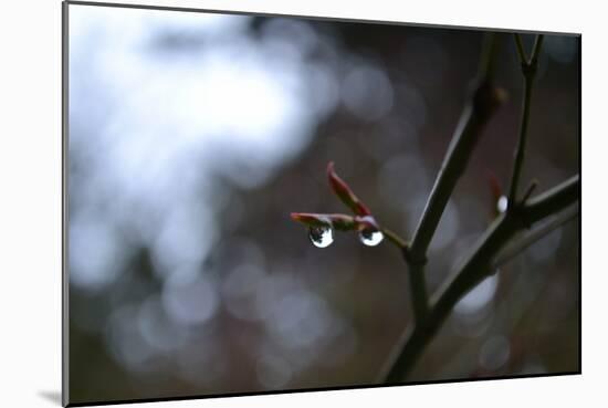 Dew Drops-Brian Moore-Mounted Photographic Print