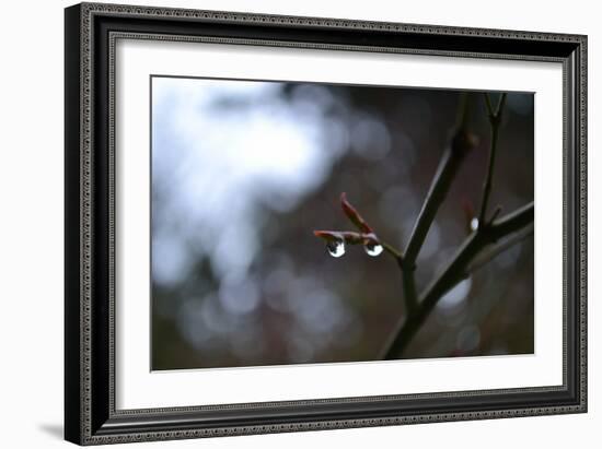 Dew Drops-Brian Moore-Framed Photographic Print