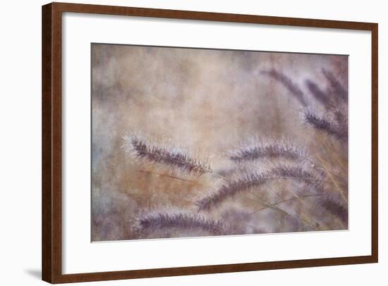 Dew Fox Tail Grass-Cora Niele-Framed Photographic Print