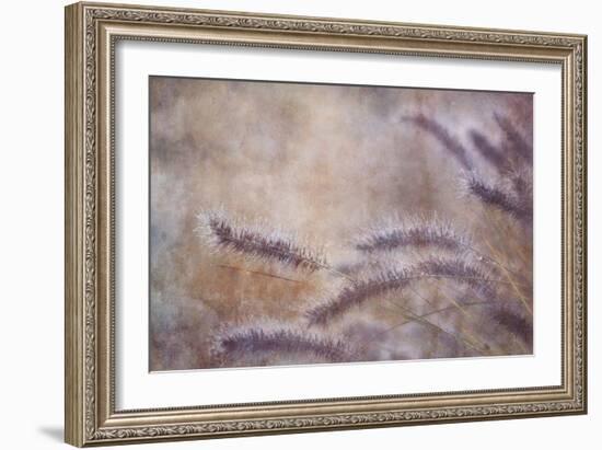 Dew Fox Tail Grass-Cora Niele-Framed Photographic Print