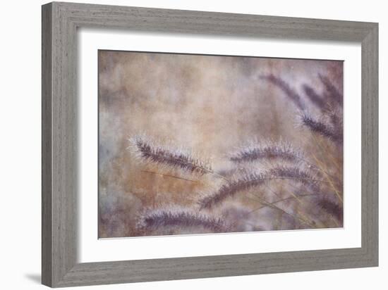 Dew Fox Tail Grass-Cora Niele-Framed Photographic Print