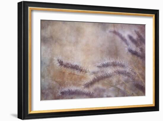 Dew Fox Tail Grass-Cora Niele-Framed Photographic Print