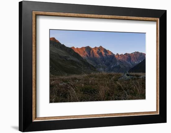 Dew in Blades of Grass in the Lazinser Valley in the Texelgruppe-Rolf Roeckl-Framed Photographic Print