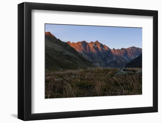 Dew in Blades of Grass in the Lazinser Valley in the Texelgruppe-Rolf Roeckl-Framed Photographic Print