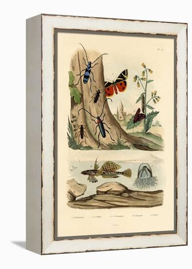 Dew Moth, 1833-39-null-Framed Premier Image Canvas