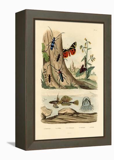 Dew Moth, 1833-39-null-Framed Premier Image Canvas